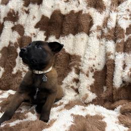 Girl 4 - female Belgian Malinois puppy in Midway, Georgia from C4MALINOIS