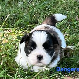 Bangers - Black gold and white male Shih Tzu puppy in Bloomfield, Indiana from Meihem Pups
