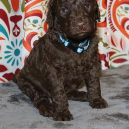 Poodle Puppies from RK'S Pets