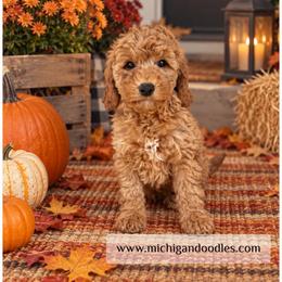 Ace - Apricot male Goldendoodle puppy in Swartz Creek, Michigan from Michigan Doodles