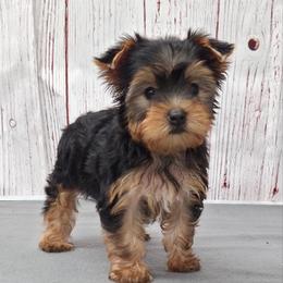 Daisy - Blue and gold female Yorkshire Terrier puppy in Monticello, Iowa from Ashley’s Puppies