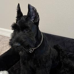 Giant Schnauzers from Elevated Pearl Giants