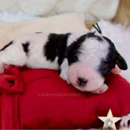 Buddy - Black and white male Bernedoodle puppy in Bowling Green, Ohio from Windy Creek Doodles
