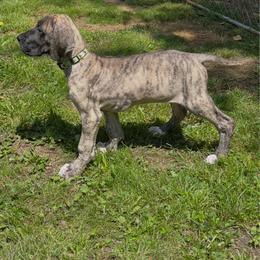 Lily - Great Dane
