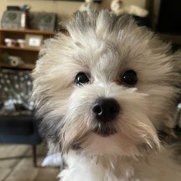 Buzz - Coton de Tulear