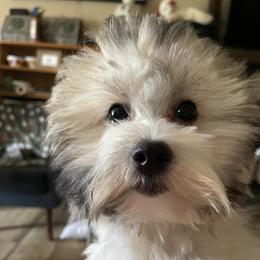 Buzz - Coton de Tulear