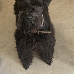 Hansel - Miniature Schnauzer
