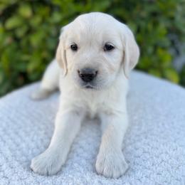 Purple Collar Girl - Light golden female Golden Retriever puppy in Utah from Deseret Peak Goldens