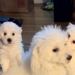 Boy 1 - White Bichon Frise puppy in South Carolina from Denise's Bichons Frises