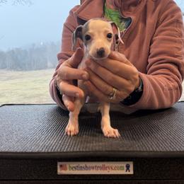 Girl 1 - White and blue female Italian Greyhound puppy in North Carolina from Celtic Sighthounds