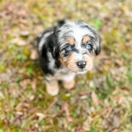 Aussiedoodle and Bernedoodle Puppies from Steindoodles