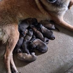 Maya - Belgian Malinois