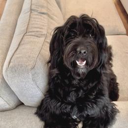 Annabelle - Australian Labradoodle