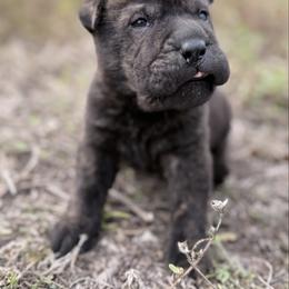 Metal head - Black male Chinese Shar-Pei puppy in Lehigh Acres, Florida from Florida Wrinkles