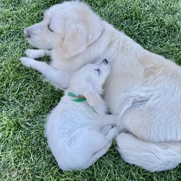 Golden Retriever and Jack Russell Terrier Puppies from Shelby Burleson's Golden Retrievers and Jack Russell Terriers