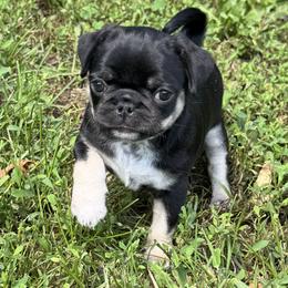 Pug Puppies from Pug Envy