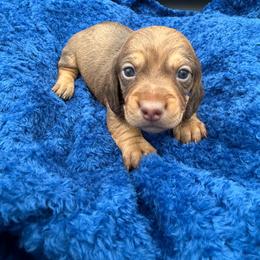 Boy 2 - Wild  boar and tan male Dachshund puppy in Spanaway, Washington from 11 Oaks Kennels