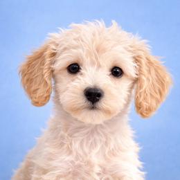 Butterscotch - Buff male Cockapoo puppy in Connersville, Indiana from MoonShine Babies
