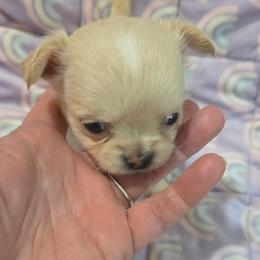 Nala - Cream female Chihuahua puppy in Kyle, Texas from joy of chihuahuas tx
