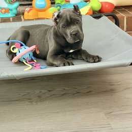 Grey Female - Gray female Cane Corso puppy in Snellville, Georgia from A Really Good Kennel