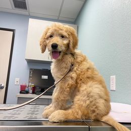 Goldendoodle All Grown Up from Evergreen Doodles