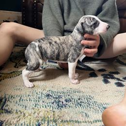 Ferdinand - Fawn brindle male Whippet puppy in Clinton, Tennessee from Ivanhoe Borzoi