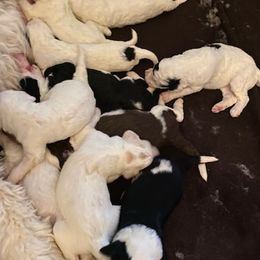 Sheepadoodles from Rebecca's Sheepadoodles