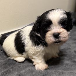 Iris - Black and white female Shih Tzu puppy in Austell, Georgia from TACG