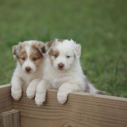 Australian Shepherd Puppies from Out West Aussies