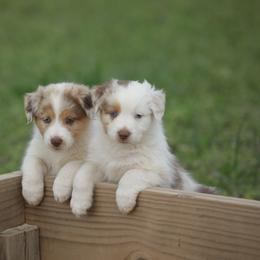 Australian Shepherd Puppies from Out West Aussies