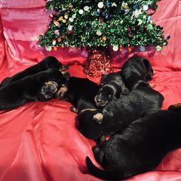Rottweiler Puppies from Vom Arnold-Hause Rottweilers
