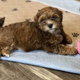 Rusty now TONKA - Merle male Shihpoo puppy in Mason, Illinois from Rockiń N Kennel