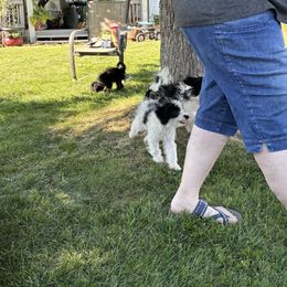 Aussiedoodle, Miniature Australian Shepherd, Poodle, and Toy Australian Shepherd Puppies from Mowry Creek Mini Aussiedoodles and More