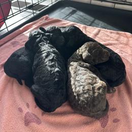 Mr Black - Black male Poodle puppy in Severance, Colorado from Cox's Poodle Pups