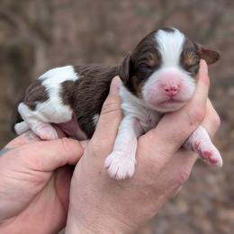 Curly - Tri-color male Cavapoo puppy in Coshocton, Ohio from Forever Family Puppies