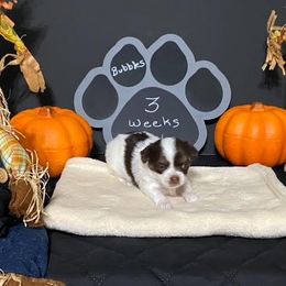 Chihuahua Puppies from Mystic Angels Chihuahuas