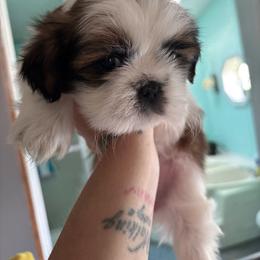 Girl 3 - Black and white female Shih Tzu puppy in Allendale, Michigan from Rooks' Shih Tzus