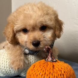 813 Boy 1 - Apricot male Maltipoo puppy in Bakersfield, California from Silvia's Maltipoos