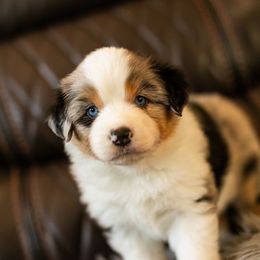 Girl 6 - female Miniature American Shepherd puppy in Tonopah, Arizona from King's Miniature American Shepherds