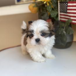 Boy 5 - Shih Tzu puppy in Troy, Michigan from "Shihtzu Best Friend"