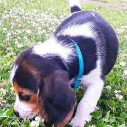 Beagle Puppies from Rajun Cajun Kennels
