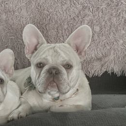 Waffles T-Bone James - French Bulldog