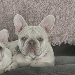 Waffles T-Bone James - French Bulldog