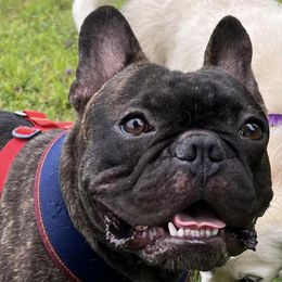 French Bulldogs and Great Danes from The Great French ( Great Danes + Frenchies )