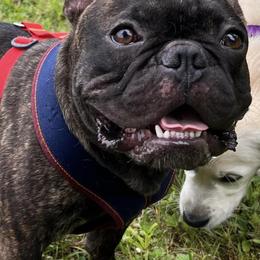 French Bulldogs and Great Danes from The Great French ( Great Danes + Frenchies )