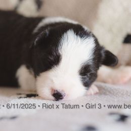 Girl 3 - Black and white female Border Collie puppy in Bryantown, Maryland from Bellaclan Border Collies