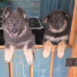 Waffle - Blue female German Shepherd puppy in Fort Jennings, Ohio from Von Holtzapple German shepherds