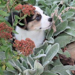 Pembroke Welsh Corgi Puppies from Cross Country Corgis