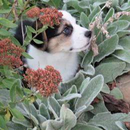 Pembroke Welsh Corgi Puppies from Cross Country Corgis