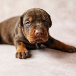Doberman Pinscher Puppies from Bigfoot Valley Dobermans